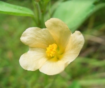 Paddy's Lucerne, Common Sida - Weeds Australia